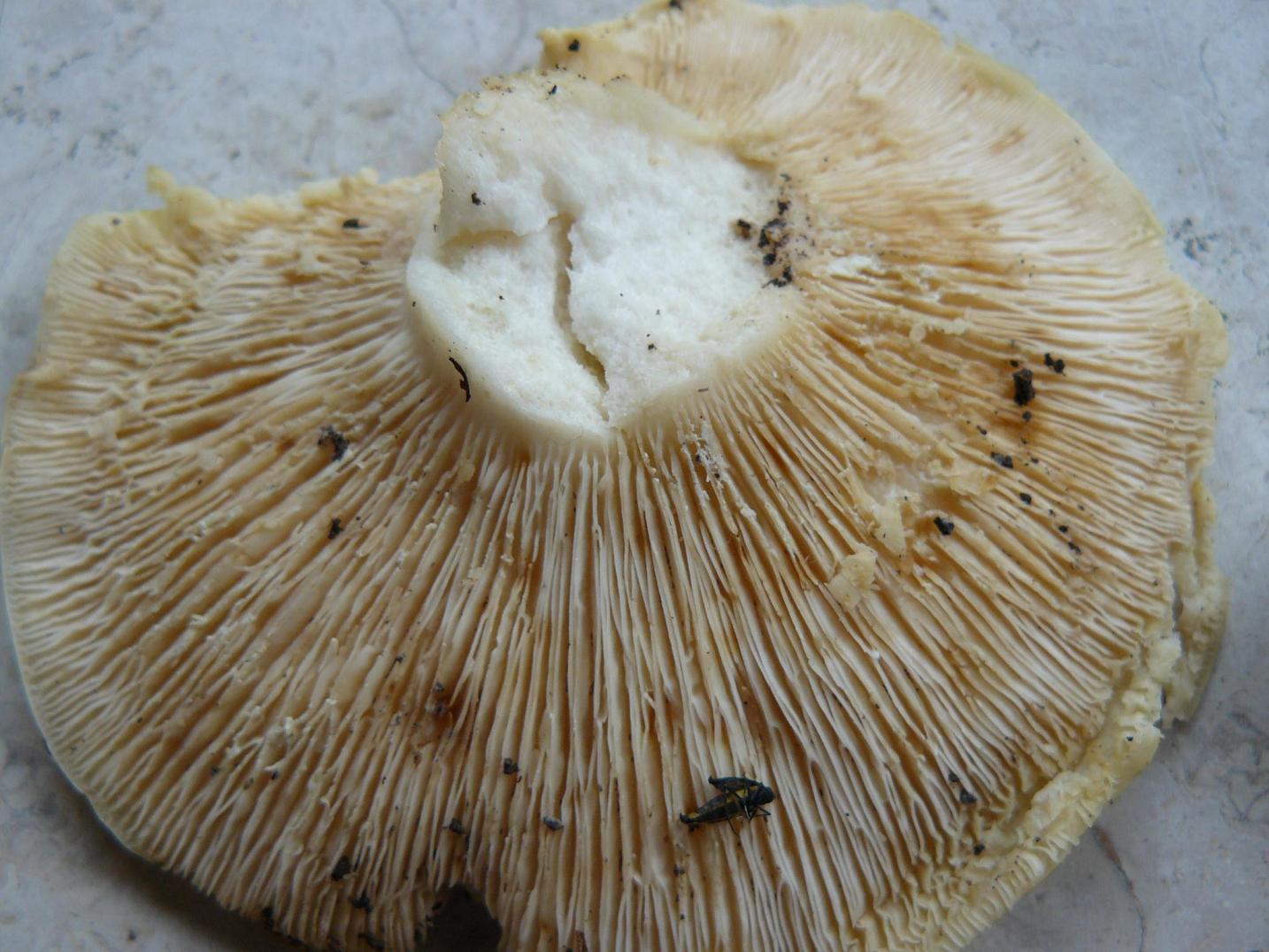 fungo bianco